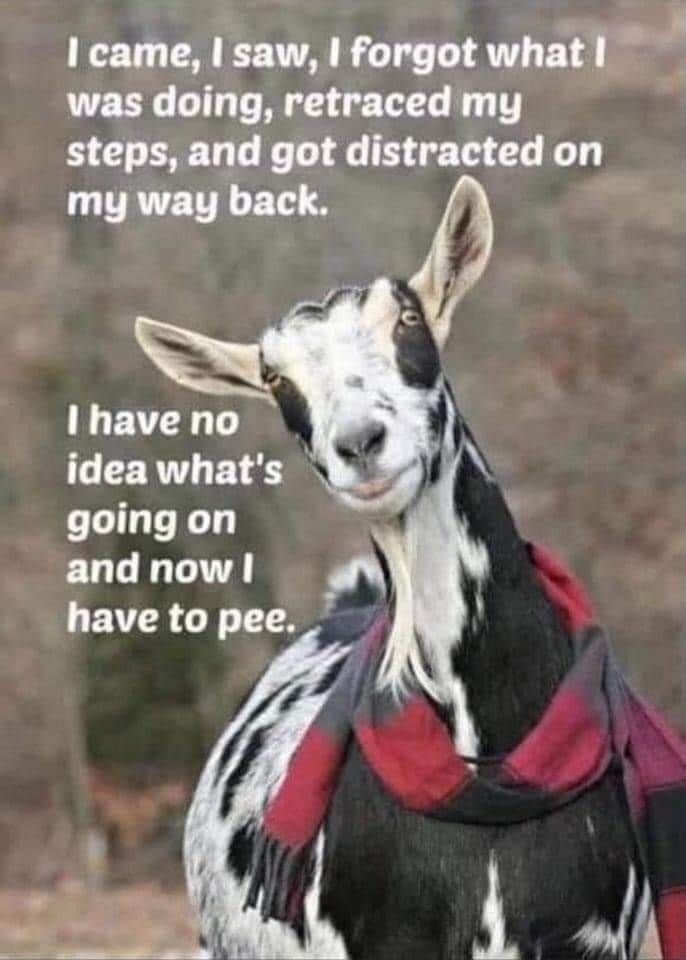 Icame i saw ! forgot what was doing retraced my steps and got distracted on my w