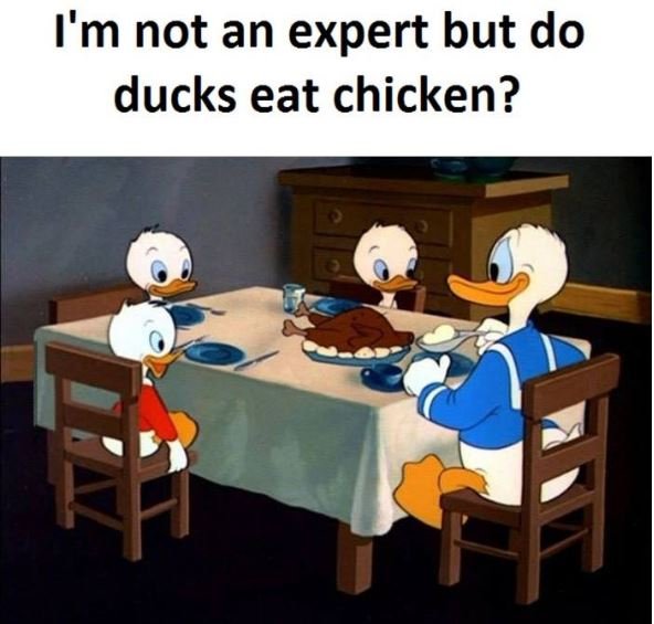 I'm not an expert but do ducks eat chicken?