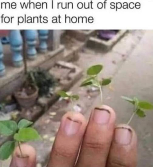 Me when run out of space for plants at home