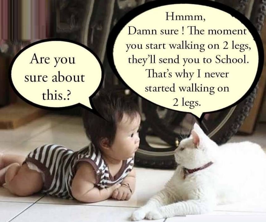Hmmm, damn sure the moment you start walking on 2 legs, they'll send you to scho