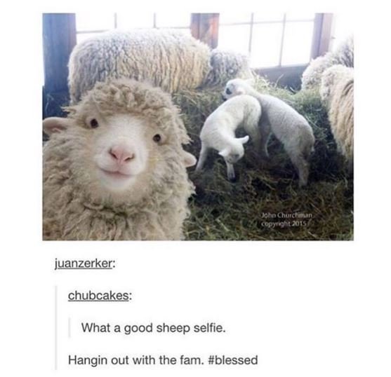 John chchnun copyiahenn juanzerker chubcakes what a good sheep selfie. hangin ou