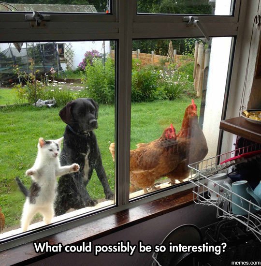 What could possibly be s0 interesting? memes com