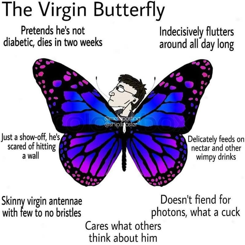 The virgin butterfly pretends he's not indecisively flutters diabetic, dies in t