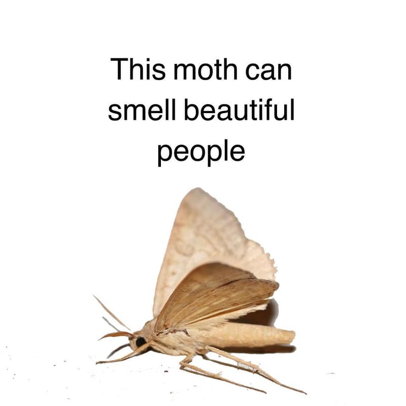 This moth can smell beautiful people