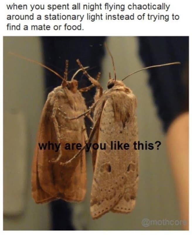 When you spent all night flying chaotically around a stationary light instead of