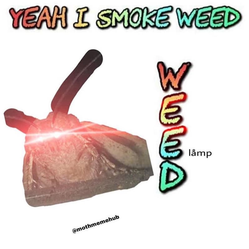 Yeah i smokewed 8 lämp d mothmemehub