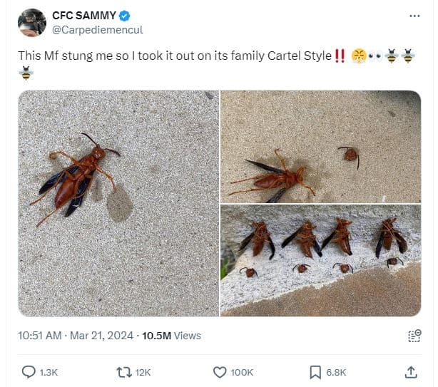 Cfc sammy carpediemencul this mf stung me s0 l took it out on its family cartel
