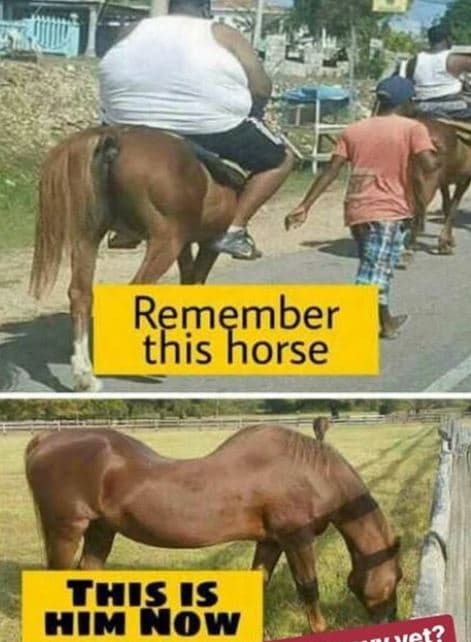 Remember this horse his is him now