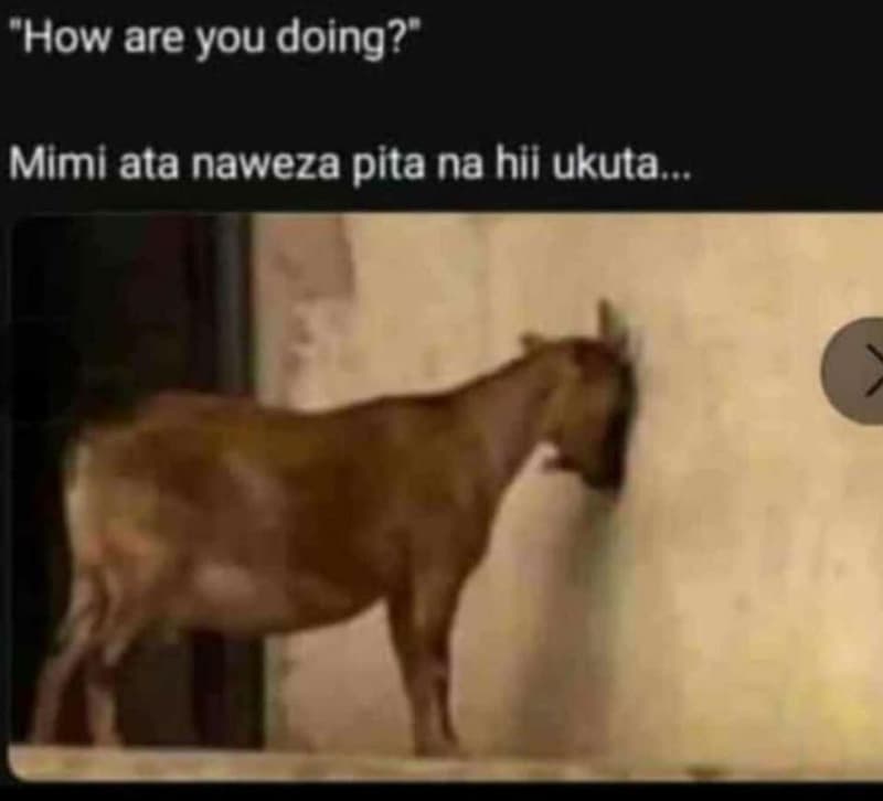 How are you doing? mimi ata naweza pita na hii ukuta