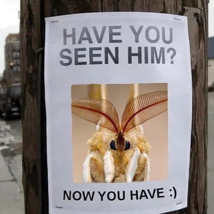 Have you seen him? nowyou have
