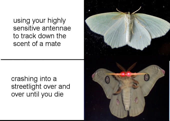 Using your highly sensitive antennae to track down the scent of a mate crashing