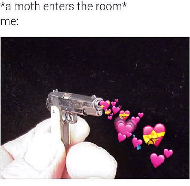 A moth enters the room me