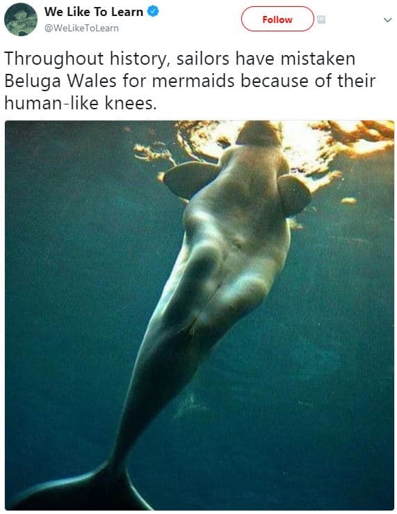 We like to learn weliketolearn follow throughout history sailors have mistaken b