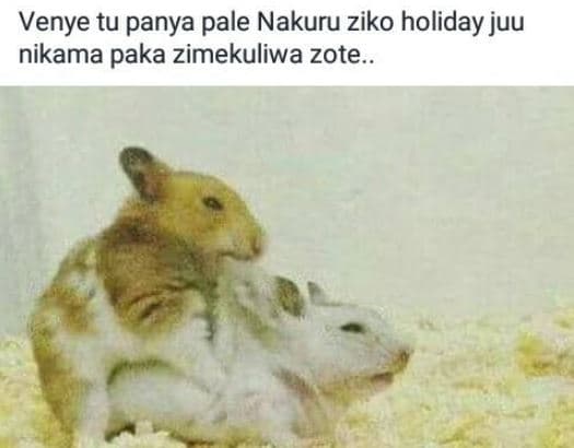 Venye tu panya pale nakuru ziko holiday juu nikama paka zimekuliwa zote