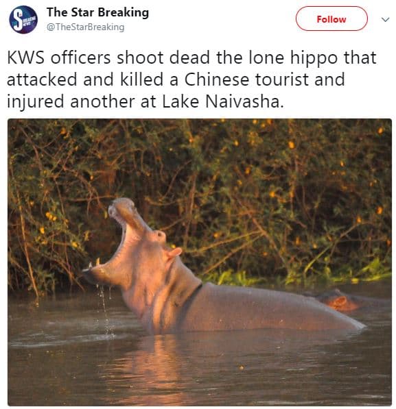 The star breaking thestarbreaking follow kws officers shoot dead the lone hippo