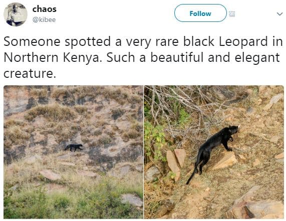 Chaos kibee follow someone spotted a very rare black leopard in northern kenya.