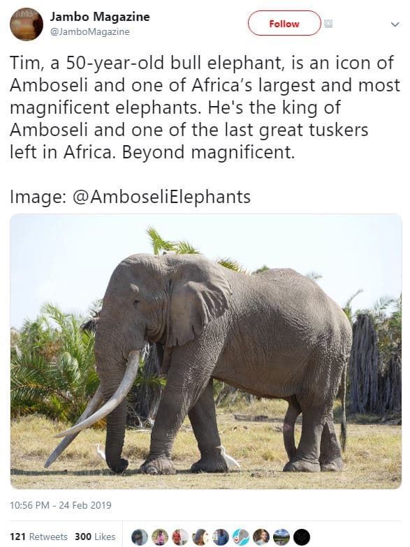 Jambo magazine jambomagazine follow tim, 50yearold bull elephant is an icon of a