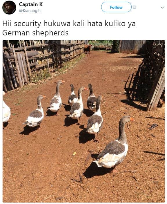 Captain k kianangih follow hii security hukuwa kali hata kuliko ya german shephe