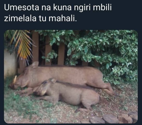 Umesota na kuna ngiri mbili zimelala tu mahali.