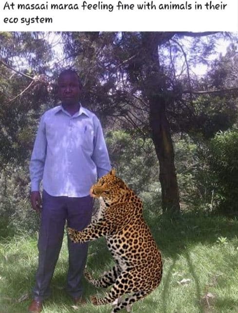 At masaai maraa feeling fıne with animals in their co system