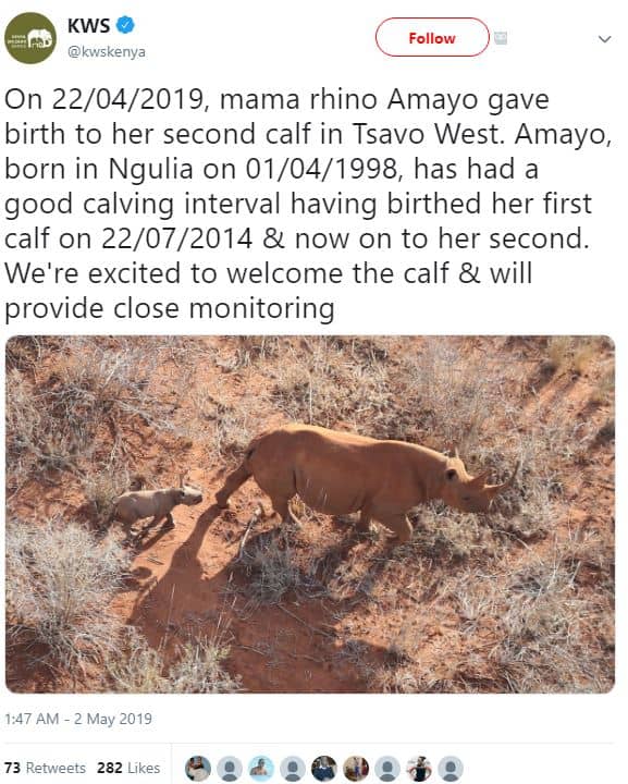Kws kwskenya follow on 2204, mama rhino amayo gave birth to her second calf in t