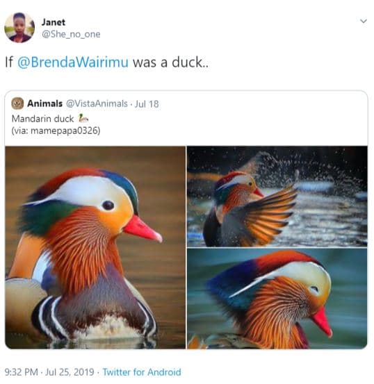 Janet she_no_one brendawairimu was a duck animals vistaanimals . jul 18 mandarin