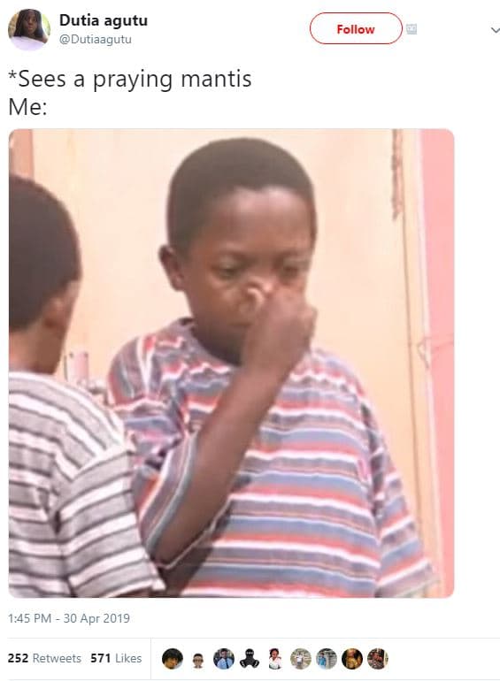 Dutia agutu dutiaagutu follow sees praying mantis me 1,45 pm 30 apr 252 retweets