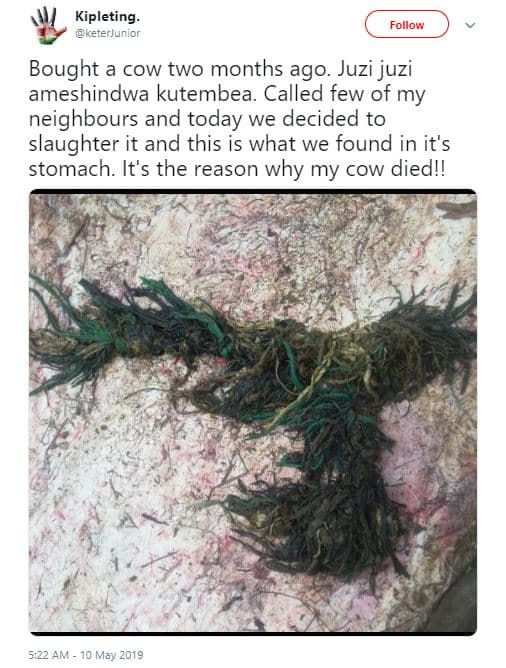Kipleting keterjunior follow bought a cow two months ago. juzi juzi ameshindwa k
