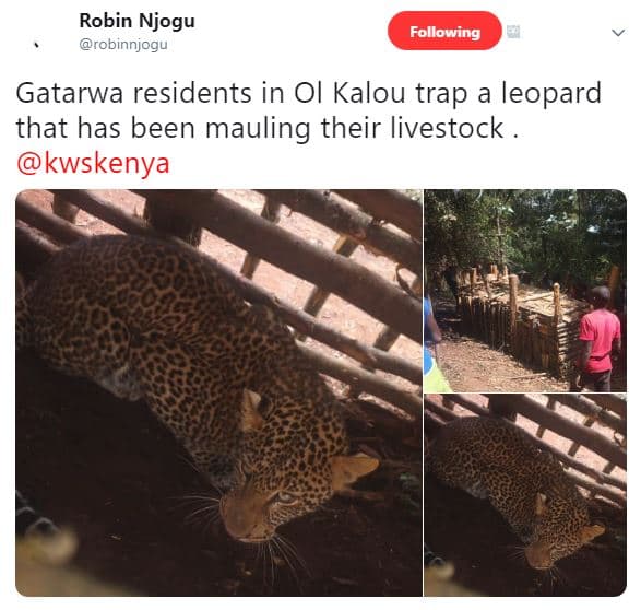 Robin njogu robinnjogu following gatarwa residents in ol kalou trap a leopard th