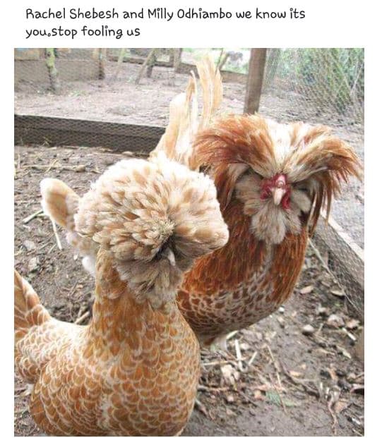 Rachel shebesh and milly odhiambo we know its yousstop fooling us