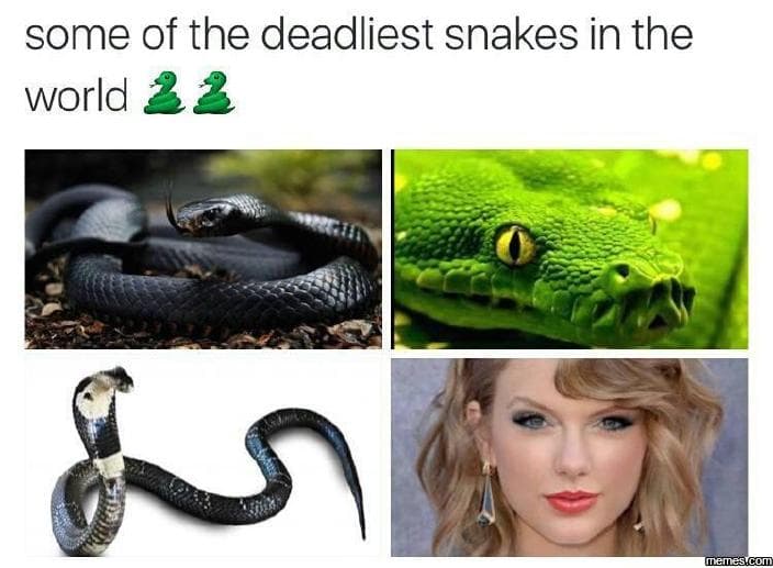 Some of the deadliest snakes in the world