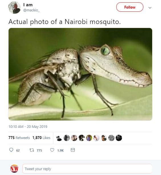 Lam mackio follow actual photo of a nairobi mosquito. 10.10 am _ 20 may 775 retw