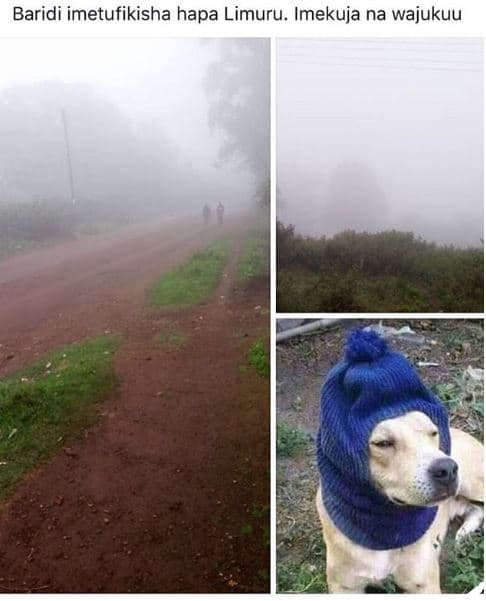 Baridi imetufikisha hapa limuru. imekuja na wajukuu