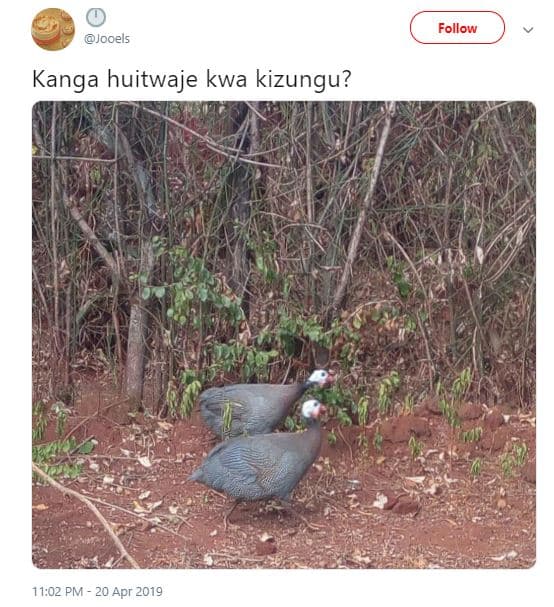 Follow jooels kanga huitwaje kwa kizungu? 11.02 pm 20 apr