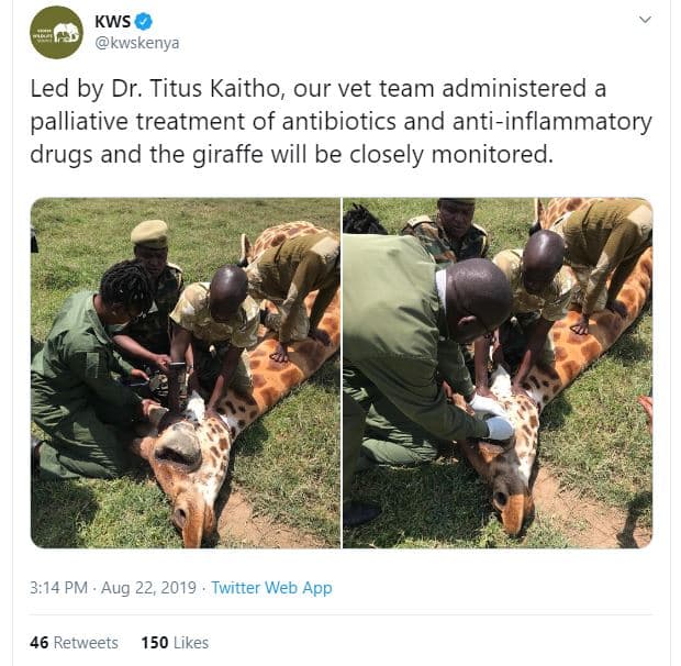 Kws kwwskenya led by dr. titus kaitho our vet team administered a palliative tre