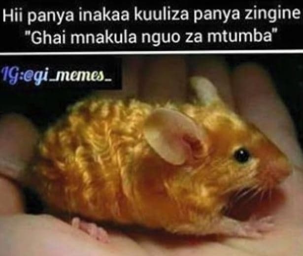 Hii panya inakaa kuuliza panya zingine 'ghai mnakula nguo za mtumba' igqi_memes