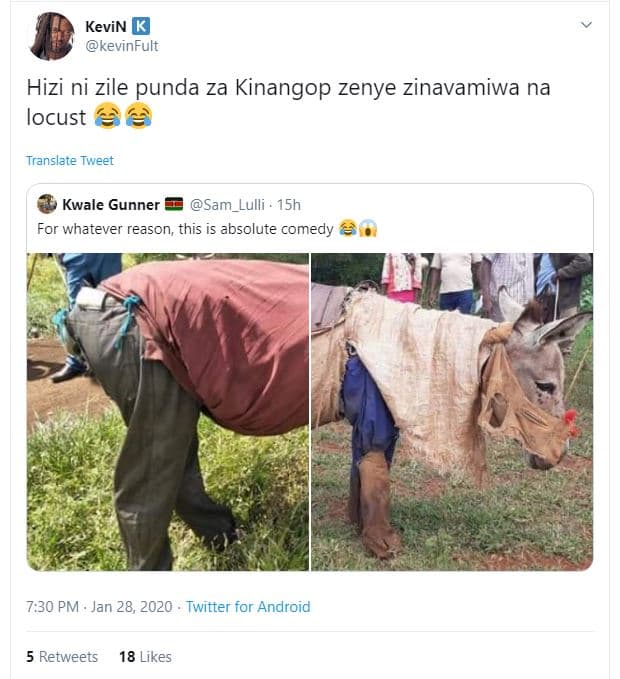 Kevin kevinfult hizi ni zile punda za kinangop zenye zinavamiwa na locust transl