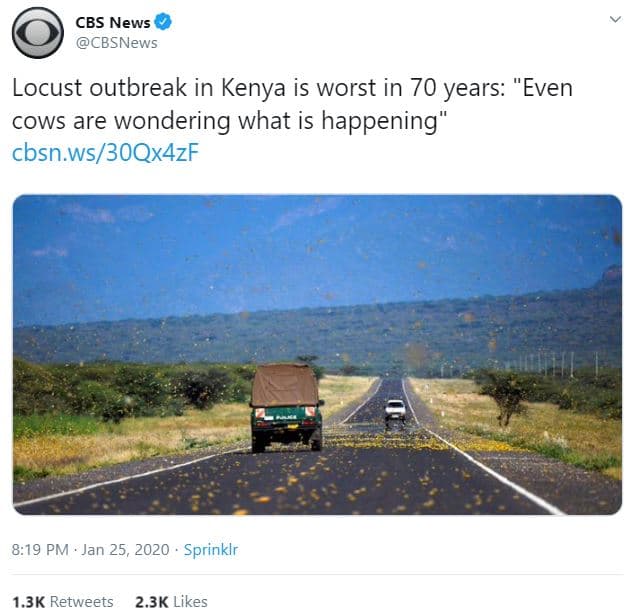 Cbs news cbsnews locust outbreak in kenya is worst in 70 years even cows are won