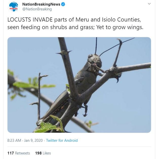 Nationbreakingnews nationbreaking locusts invade parts of meru and isiolo counti
