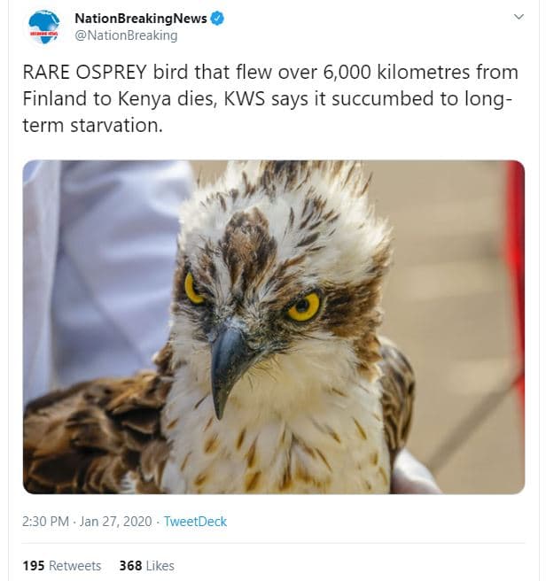 Nationbreakingnews nationbreaking rare osprey bird that flew over 6,000 kilometr