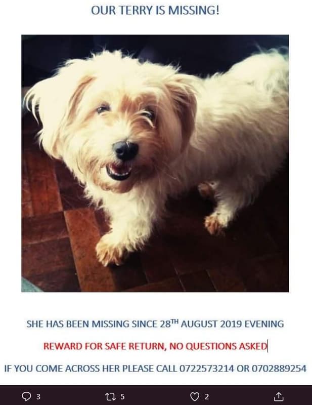 Our terry is missing! she has been missing since 28th august evening reward for