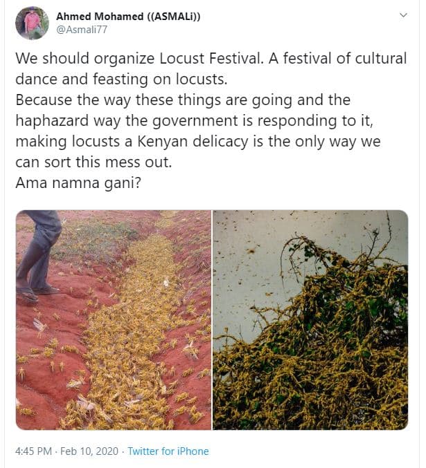 Ahmed mohamed asmali asmall7 we should organize locust festival. a festival of c