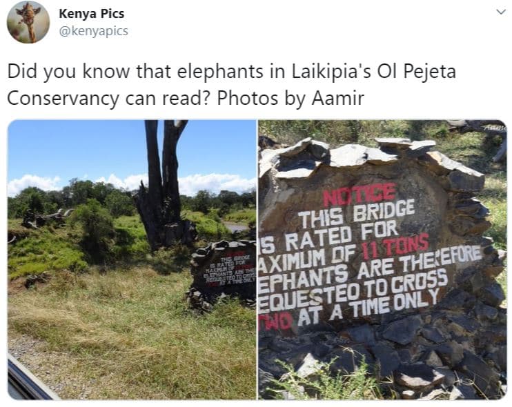 Kenya pics kenyapics did you know that elephants in laikipia's ol pejeta conserv