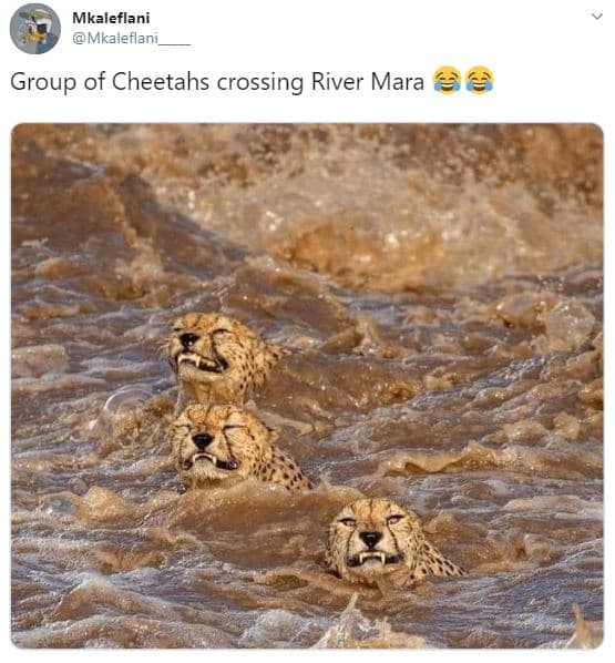Mkaleflani mkaleflani group of cheetahs crossing river mara
