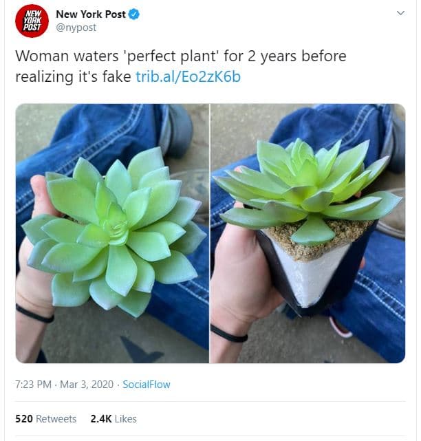 New york post nypost woman waters 'perfect plant' for 2 years before realizing i