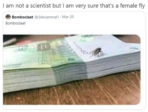 Am not a scientist but am very sure that's a female fly bomboclaat jidejammal1 m