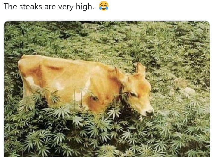 The steaks are very high.