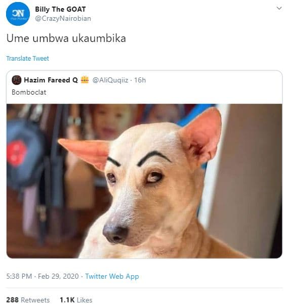 Billy the goat crazynairobian on ume umbwa ukaumbika translate tweet hazim faree