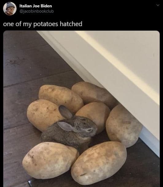Italian joe biden jacobinbookclub one of my potatoes hatched