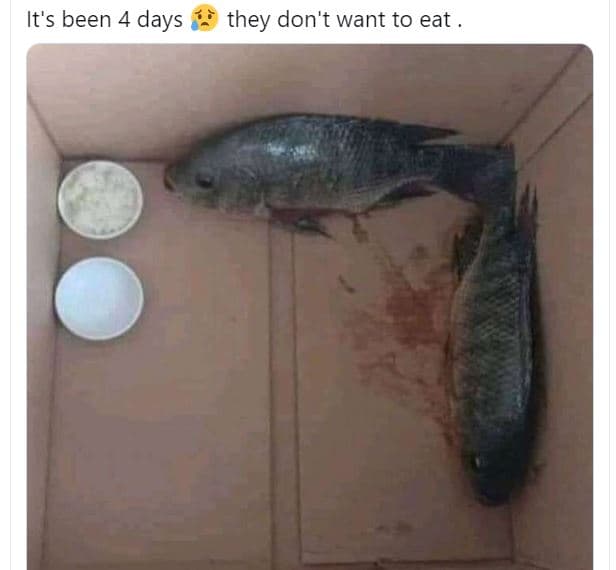 It's been 4 days they don't want to eat
